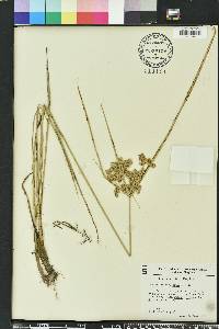 Cyperus pseudovegetus image