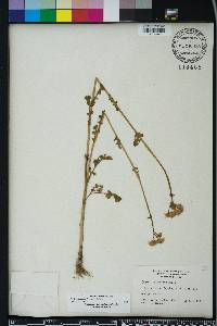 Packera glabella image