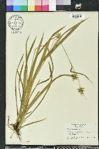 Carex folliculata image