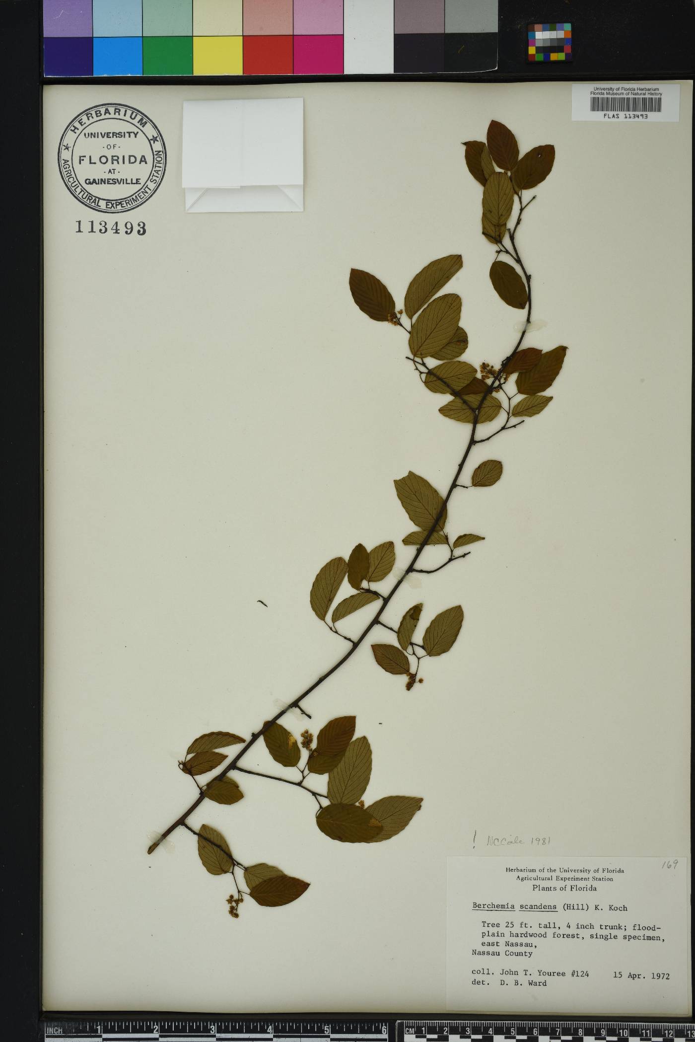 Berchemia scandens image