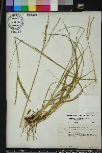 Paspalum notatum image