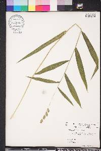 Chasmanthium latifolium image