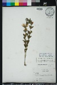 Dyschoriste oblongifolia image