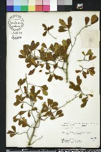 Crataegus uniflora image