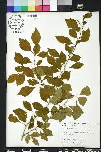 Crataegus viridis image