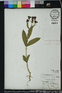 Verbena rigida image