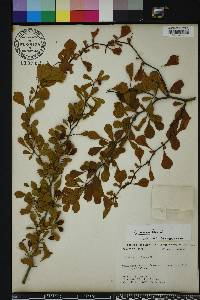 Crataegus michauxii image
