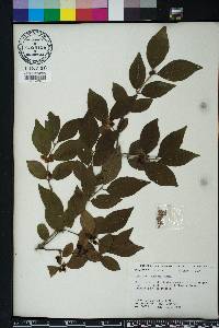 Lonicera maackii image