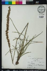 Liatris tenuifolia image