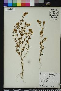 Trifolium arvense image