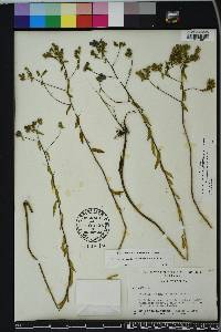 Hydrolea corymbosa image