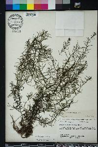 Ludwigia arcuata image