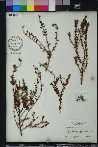 Vaccinium myrsinites image