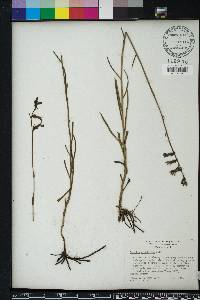 Lobelia glandulosa image