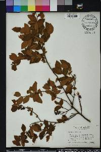 Vaccinium fuscatum image