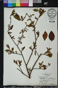 Vaccinium fuscatum image