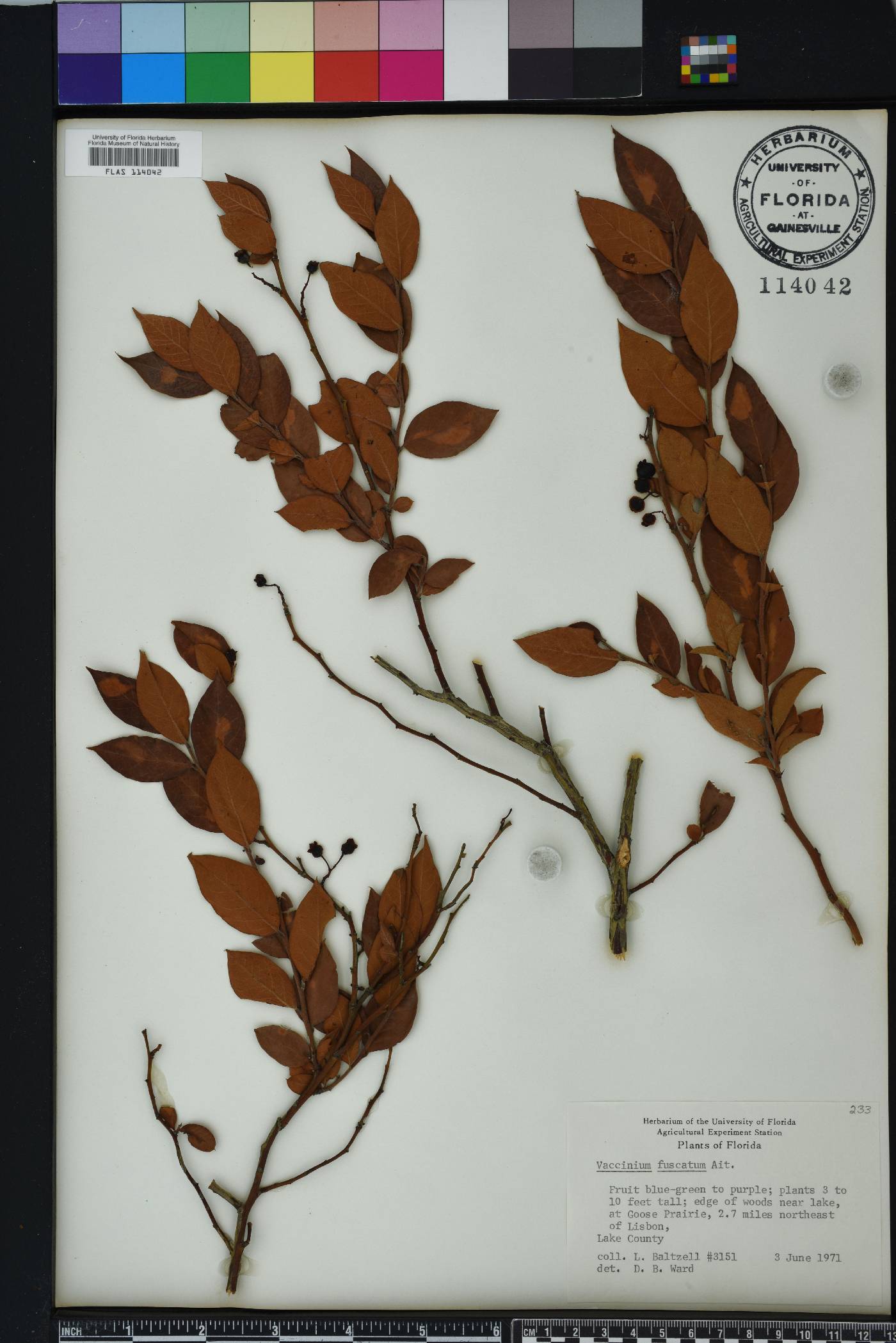 Vaccinium fuscatum image