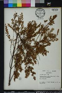 Vaccinium darrowii image