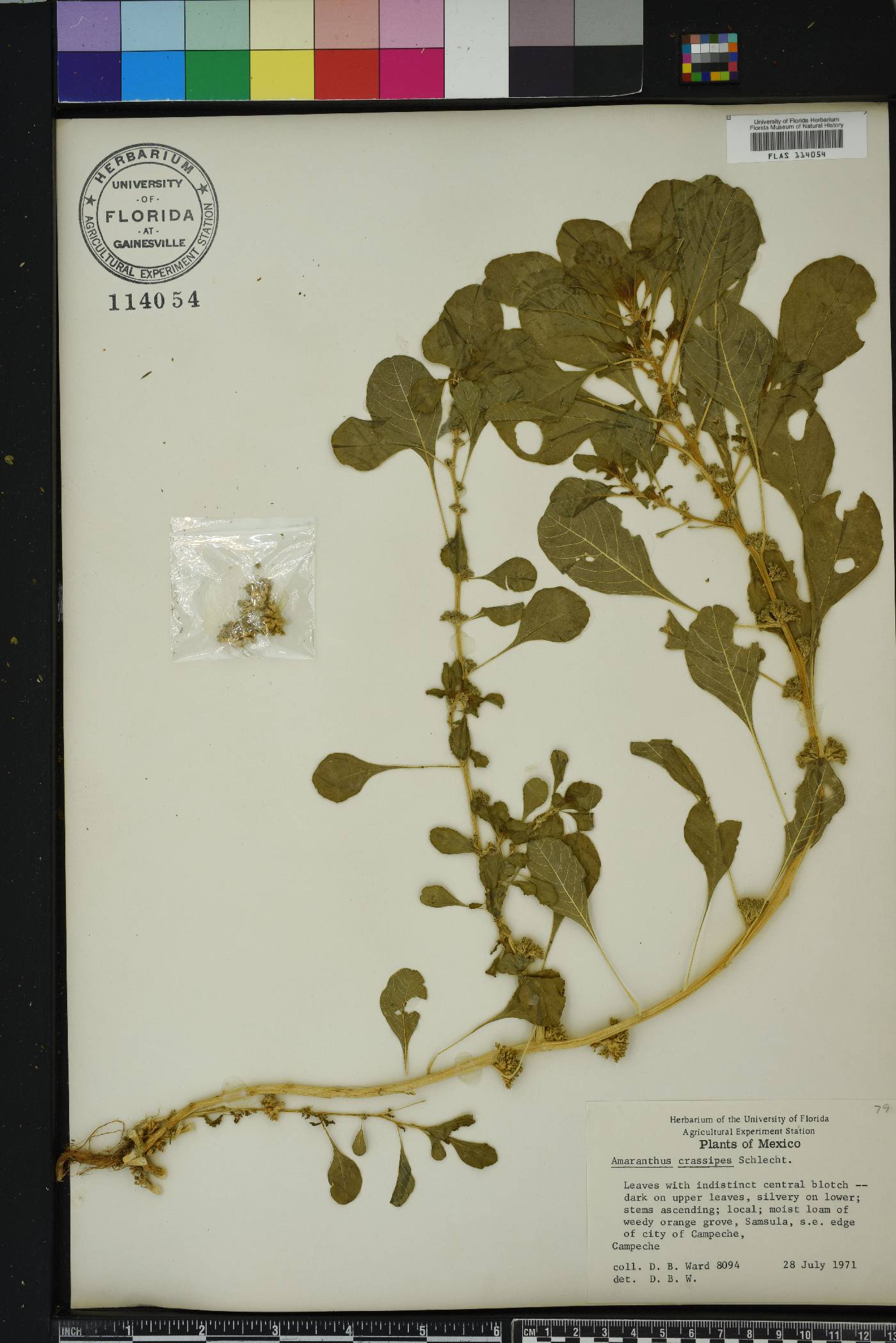 Amaranthus crassipes image