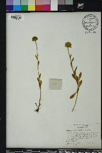 Polygala rugelii image