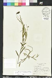 Crotalaria rotundifolia image