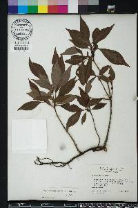 Psychotria nervosa image