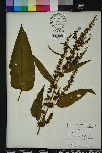 Rumex obtusifolius image