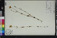 Sabatia stellaris image