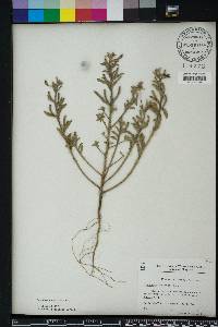 Oenothera humifusa image