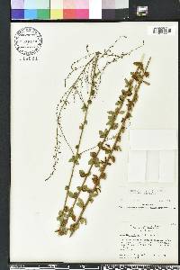 Desmodium ciliare image