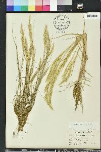 Sphenopholis interrupta image