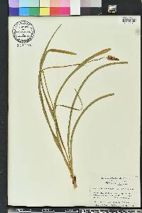 Amianthium muscitoxicum image