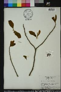 Asimina parviflora image