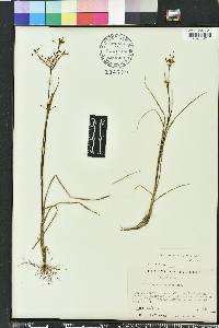 Rhynchospora nitens image