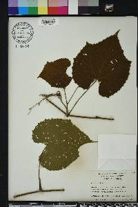 Vitis vulpina image