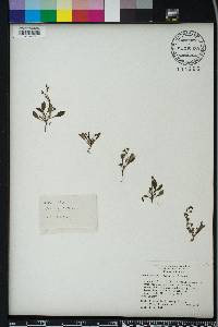 Mazus pumilus image