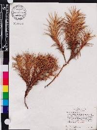 Cyperus pedunculatus image