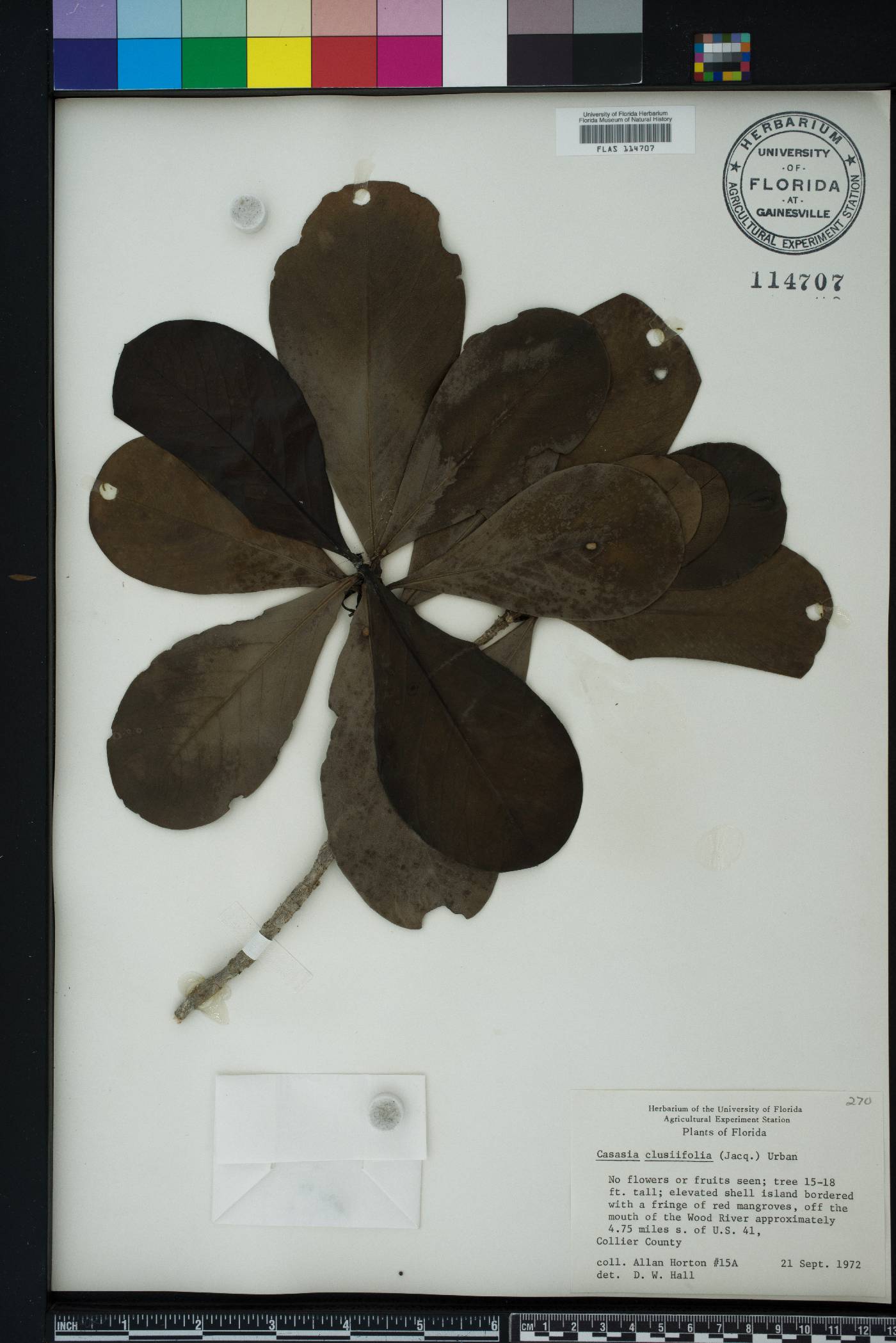 Genipa clusiifolia image