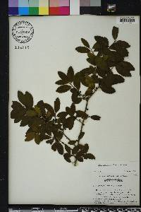 Ilex vomitoria image