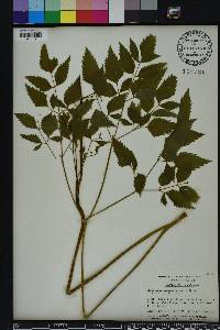 Ligusticum canadense image