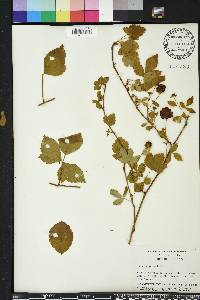 Rubus argutus image