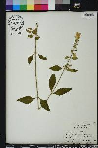 Scutellaria elliptica image