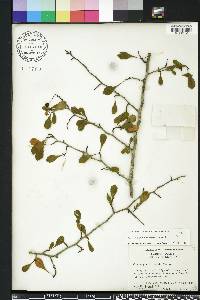 Crataegus spathulata image