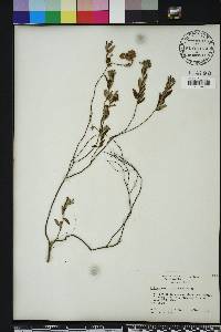 Crocanthemum corymbosum image