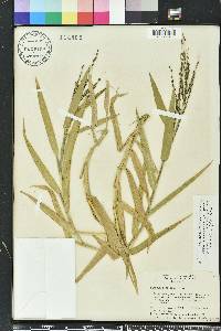 Urochloa adspersa image