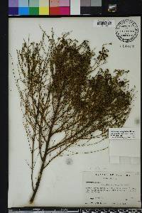 Ceanothus microphyllus image