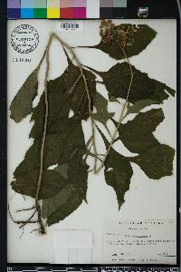 Verbesina virginica image