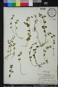 Clinopodium brownei image