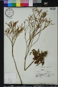 Limonium carolinianum image