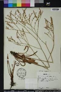 Limonium carolinianum image